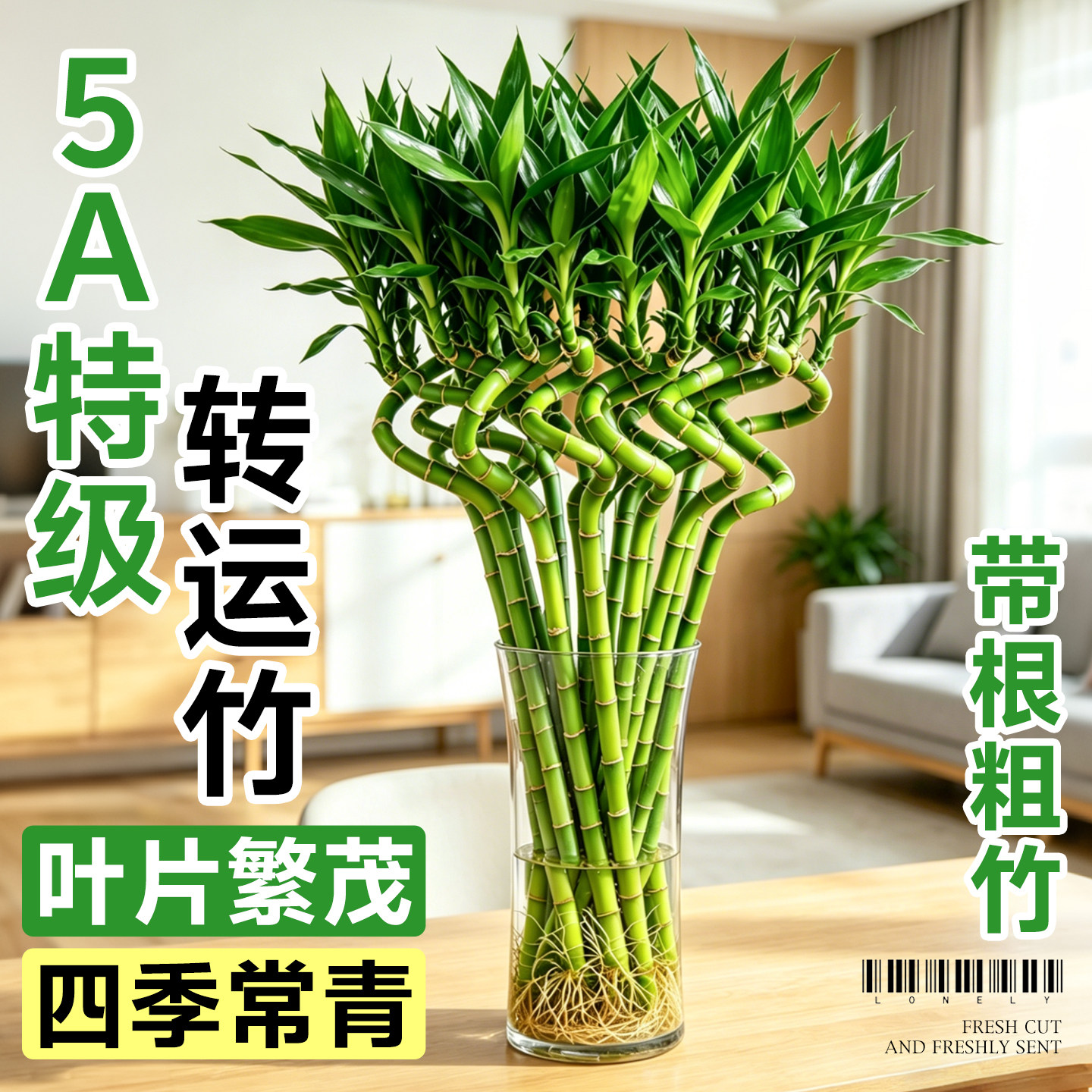 转运竹水养带根水培植物富贵竹龙竹水培绿植室内客厅招财四季好养