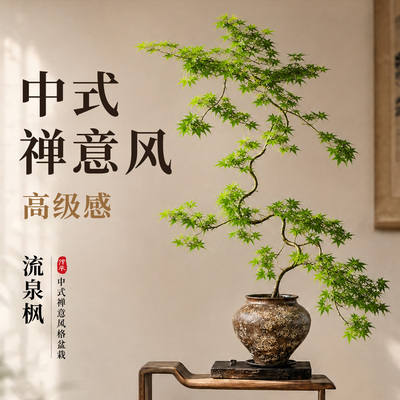 5A精品造型流泉枫盆栽