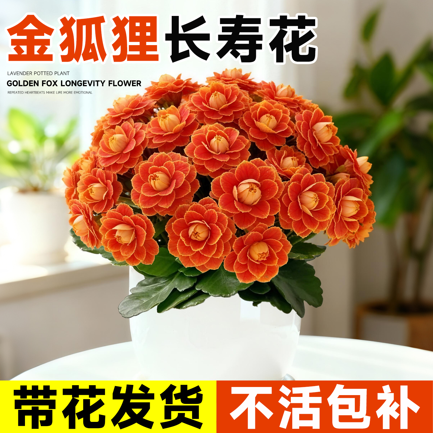 A+级长寿花盆栽四季好养包对版