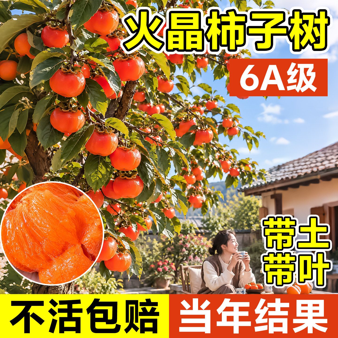 柿子树果苗火晶柿子地栽盆栽脆甜嫁接老桩南北方种植当年结果水果