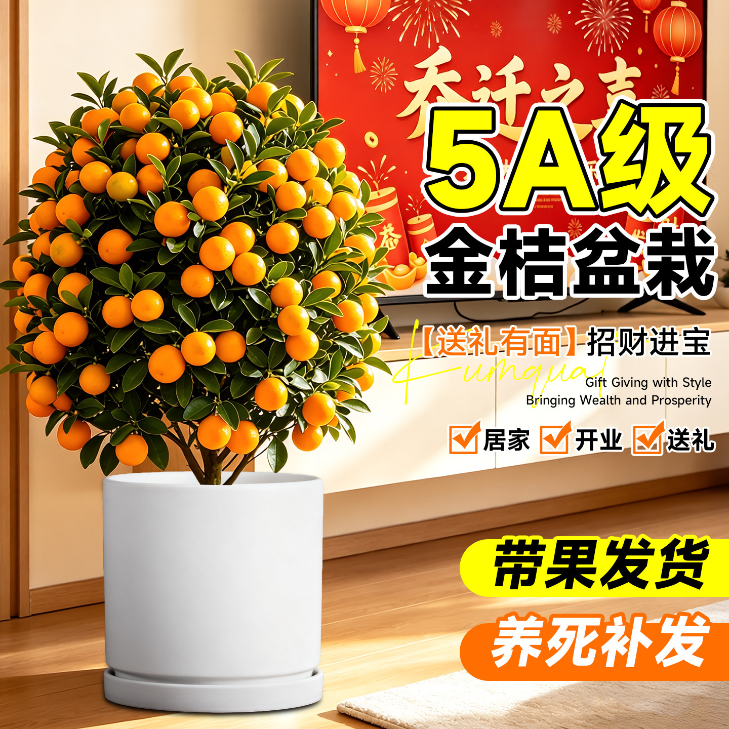 金桔树盆栽可食用树苗带果脆皮四季橘子客厅室内外桌面旺宅绿植物