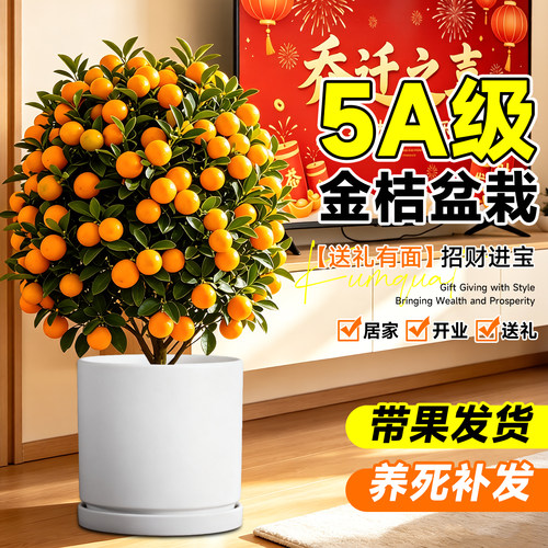 【5A带果】金桔盆栽可食用免费补