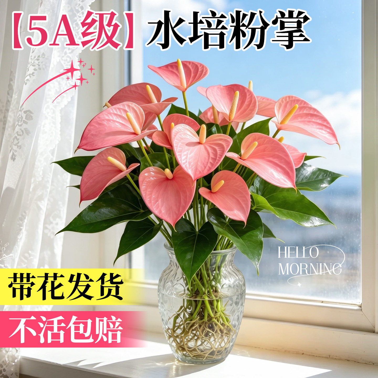 水培植物粉掌盆栽水养绿植红掌鲜花办公室内桌面四季好养活开花卉