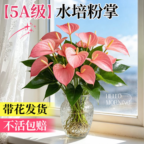 粉掌水培植物四季开花带花发货