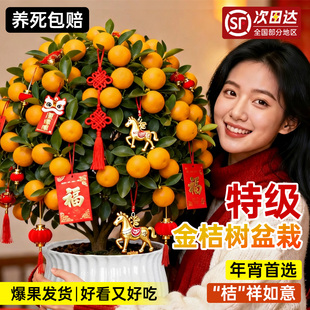金桔树盆栽可食用带果脆皮室内客厅四季年橘桔子树盆景绿植物好养