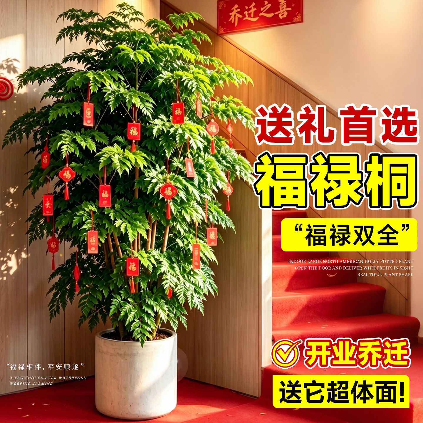 金钱兜福禄桐乔迁送礼大型绿植图片