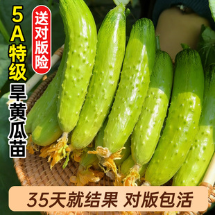 旱黄瓜苗秧嫁接秧苗水果高产带土菜苗老品种蔬菜四季阳台种苗盆栽