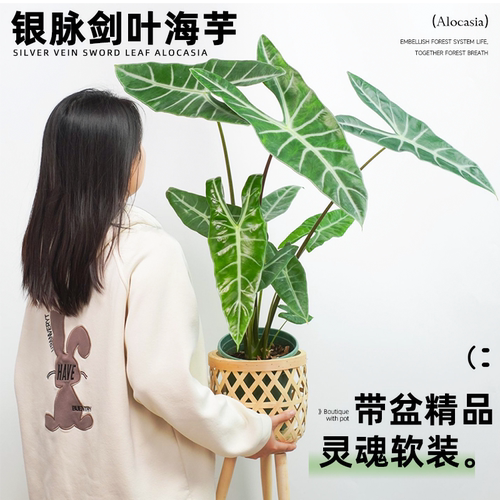 银脉剑叶海芋网红懒人绿植物土培