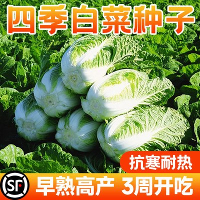 大白菜种孑阳台蔬菜种子大全早熟