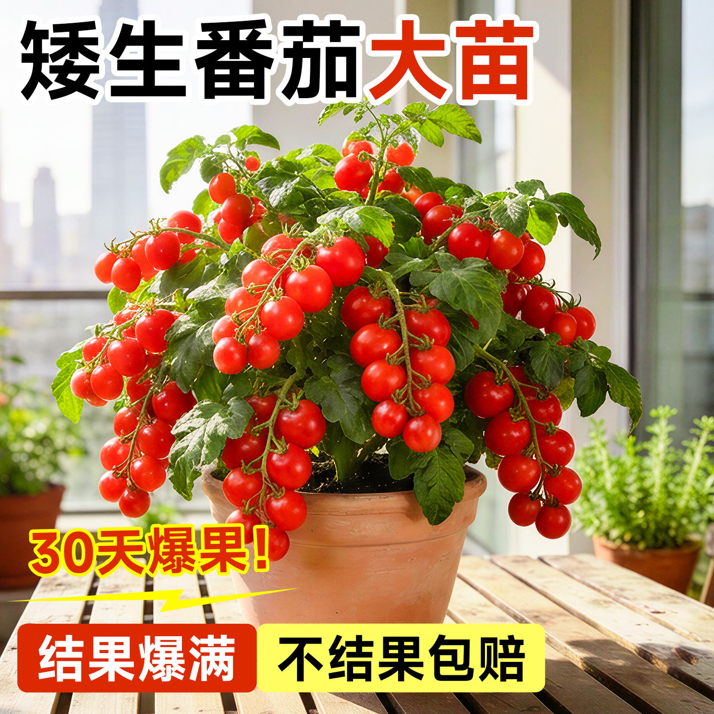 矮生番茄苗秧盆栽西红柿蔬菜菜苗老品种小圣女果种苗阳台种植种子