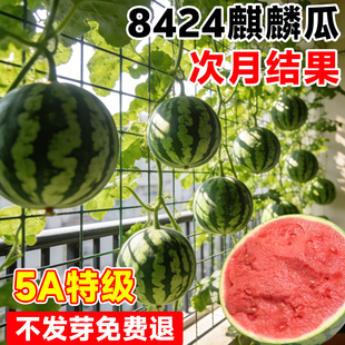 8424麒麟西瓜种子大全美都无籽巨型特大懒汉黑美人高产早熟盆栽