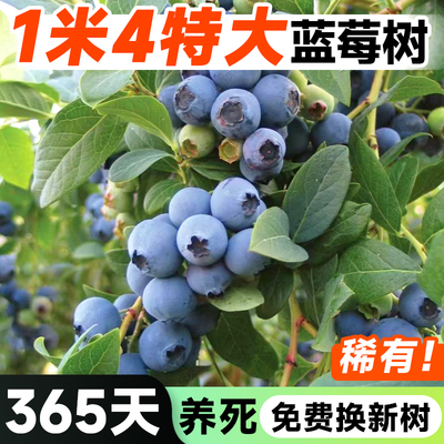 蓝莓树果苗盆栽特大号带果子l25超大苗南方北方四季结果阳台种植