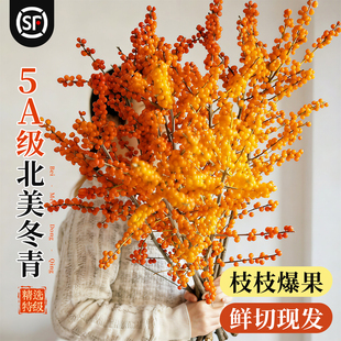 北美冬青红果鲜枝橙果银柳年宵花卉绿植室内水培植物鲜花切枝真花