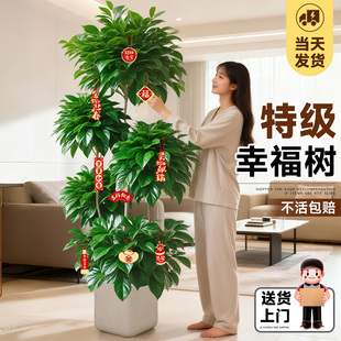 幸福树客厅大盆栽老桩植物客厅高级感室内落地大型绿植盆景好养活