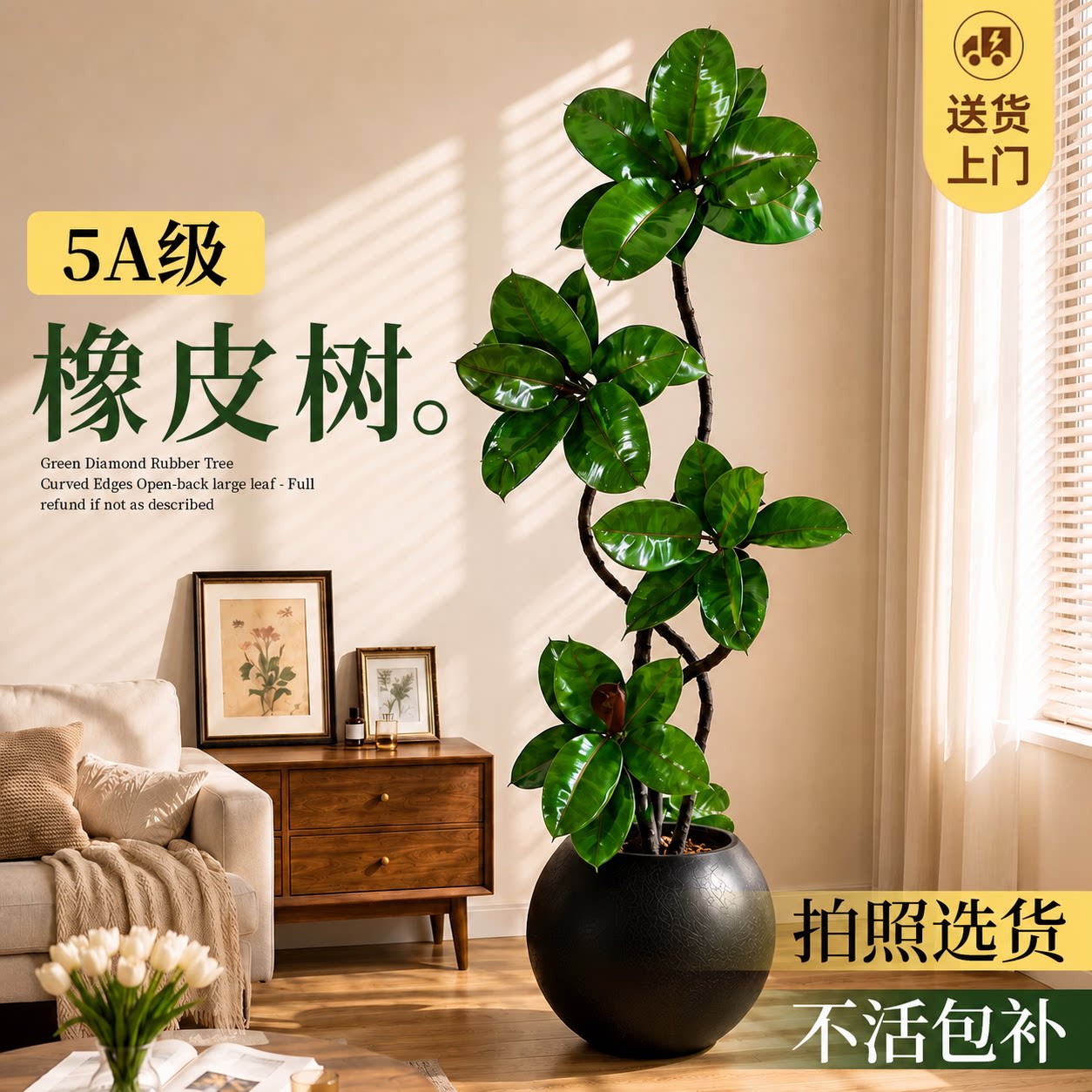 绿金刚橡皮树大型盆栽高级感好养图片