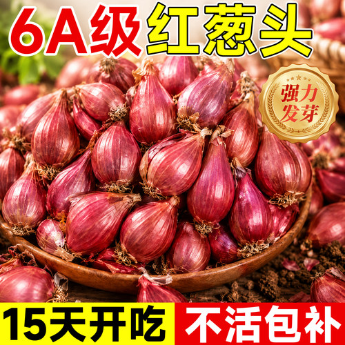 【强力发芽】特级红葱种头