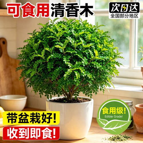 正宗清香胡椒木带盆栽好不活包赔