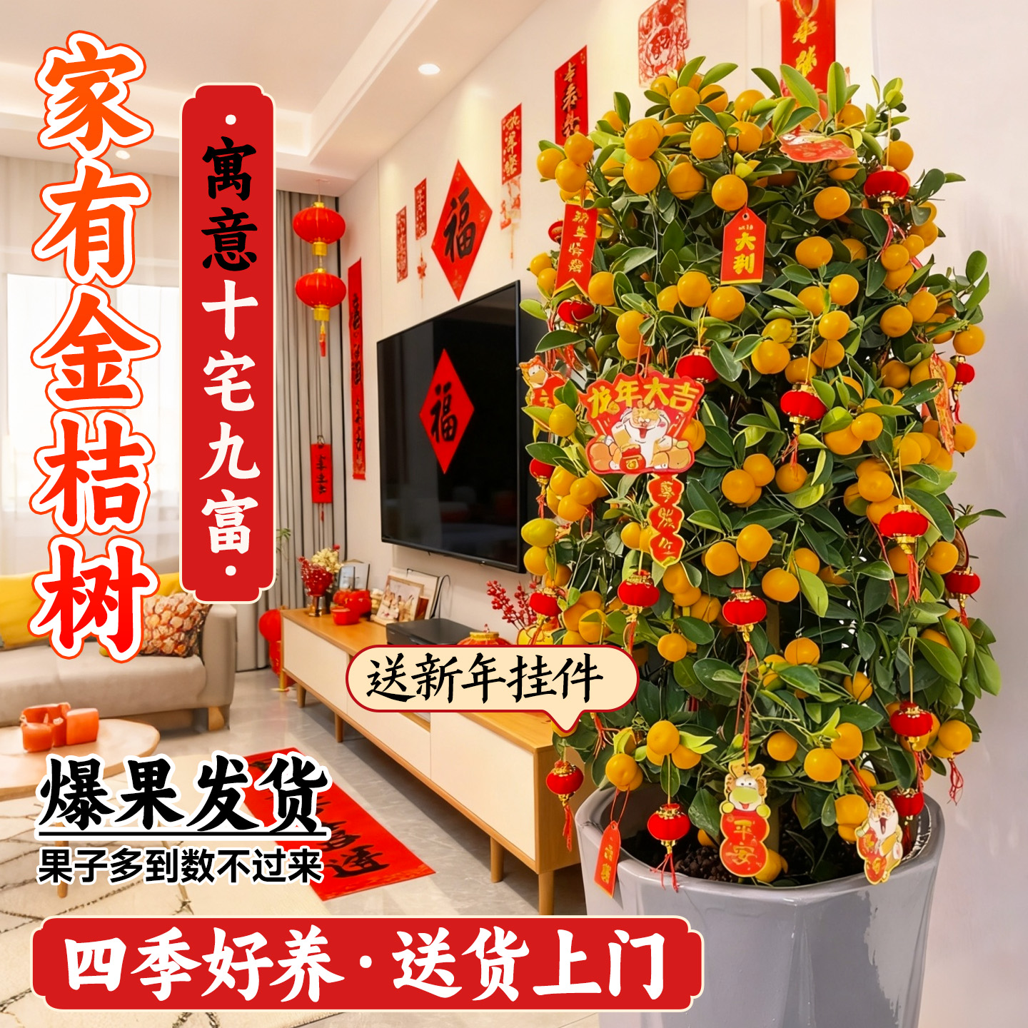 【带果发货】可食用大型年桔盆栽