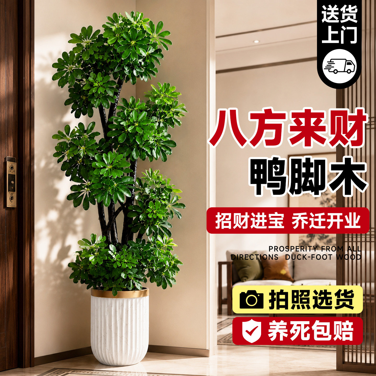 鸭脚木八方来财树植物大盆栽摇钱树客厅发财树绿植物大型室内旺宅