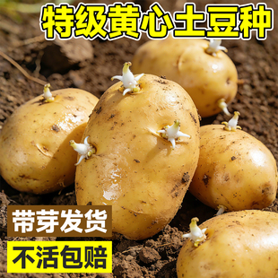 黄皮土豆种孑种子种籽马铃薯种黄心带芽本地高产特大发芽原种秧苗