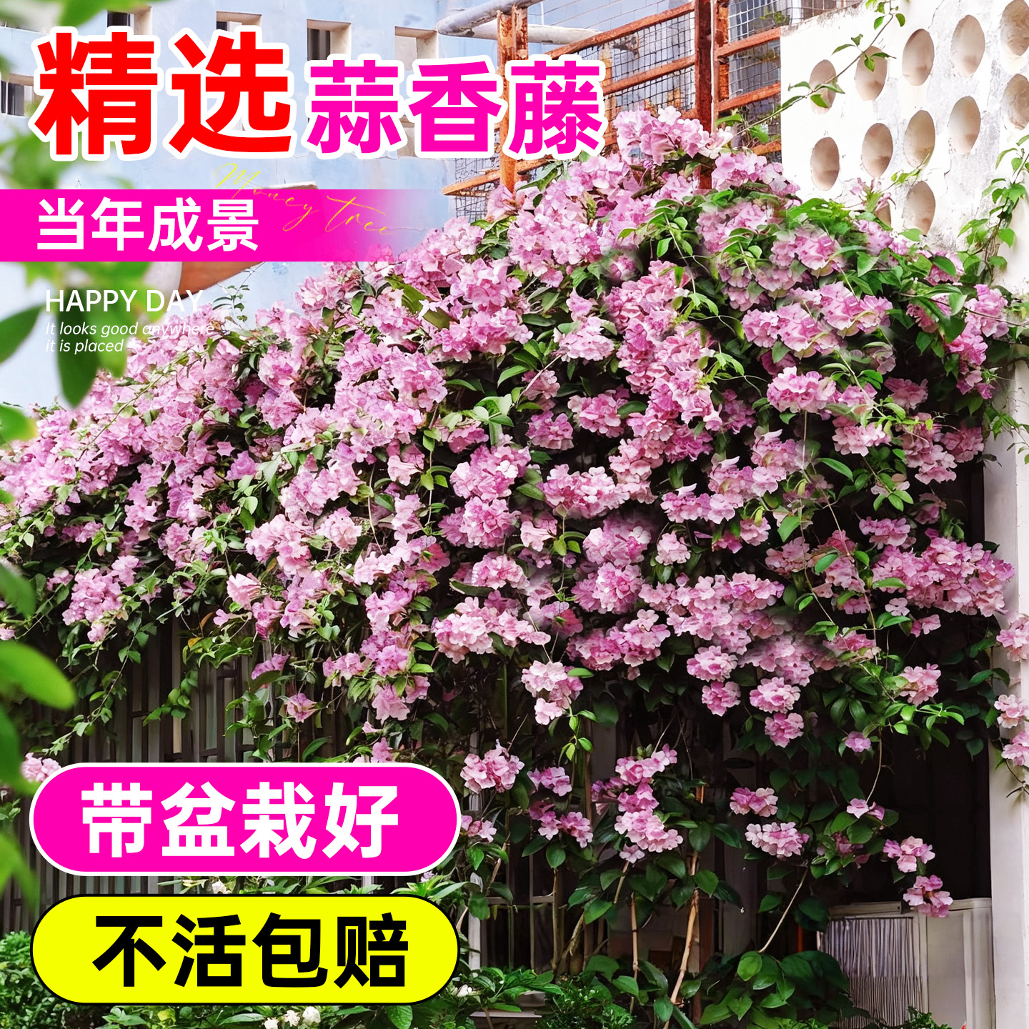 蒜香藤花苗紫藤花驱蚊植物带花