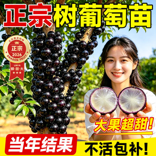5A级嘉宝果苗不结果直接赔