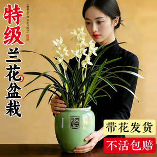 兰花盆栽带花苞特大号墨兰建兰朱德素室内阳台浓香型花卉四季好养