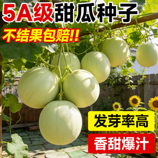 日本甜宝甜瓜种籽绿宝石甜瓜种子羊角蜜种孑香瓜西瓜苗秧春天种植