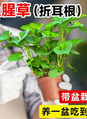 鱼腥草盆栽食用新鲜折耳根种植苗