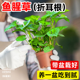 鱼腥草盆栽正宗可食用新鲜折耳根嫩芽种子种植苗叶子阳台庭院绿植