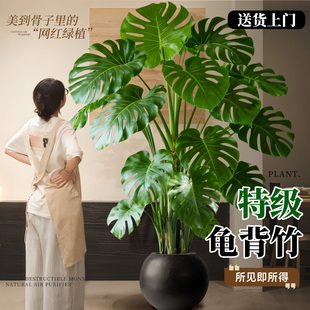 龟背竹客厅绿植高级感室内大型盆栽大叶老桩落地植物盆景四季 好养