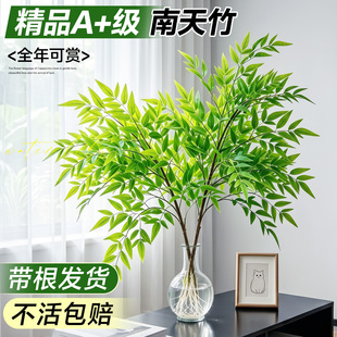 带根南天竹水培植物室内好养活四季绿植高级感客厅大型老桩马醉木