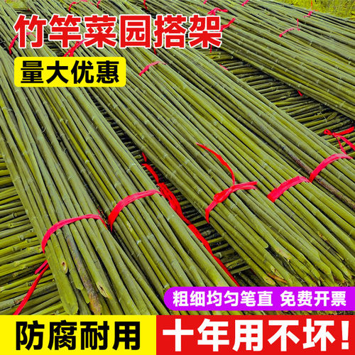 防腐耐用竹竿菜园搭架至少用十年