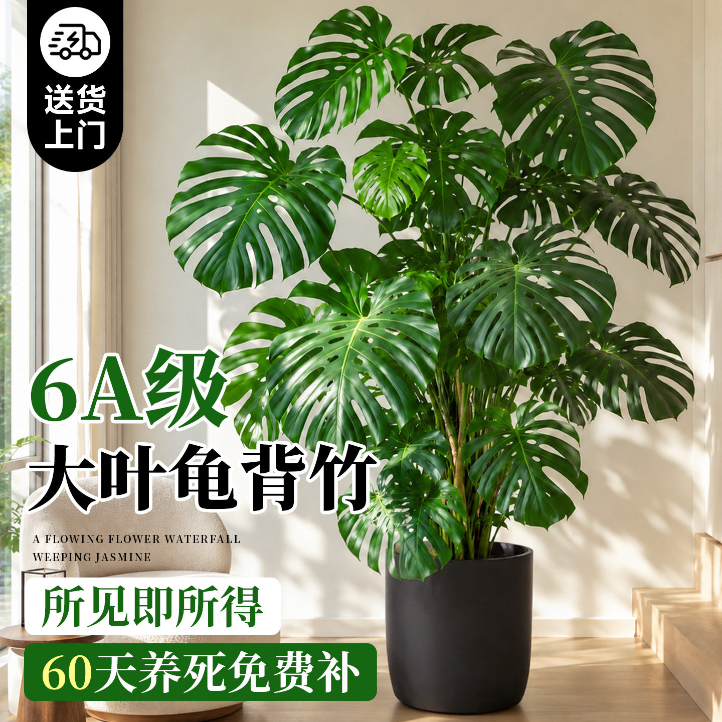 6A级龟背竹大叶开背送货上门包活图片
