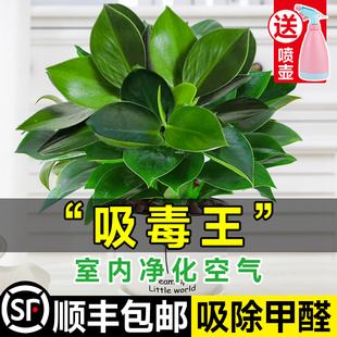 金钻盆栽绿萝水培家用植物绿公主大叶绿箩室内绿植懒人花卉好养