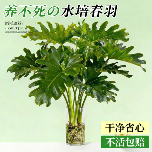 5A特级水培春羽耐阴好养不活包赔