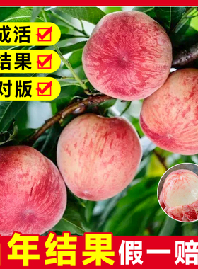 早熟水蜜桃树苗嫁接鹰嘴黄桃树南北方种植巨型桃树水果苗当年结果