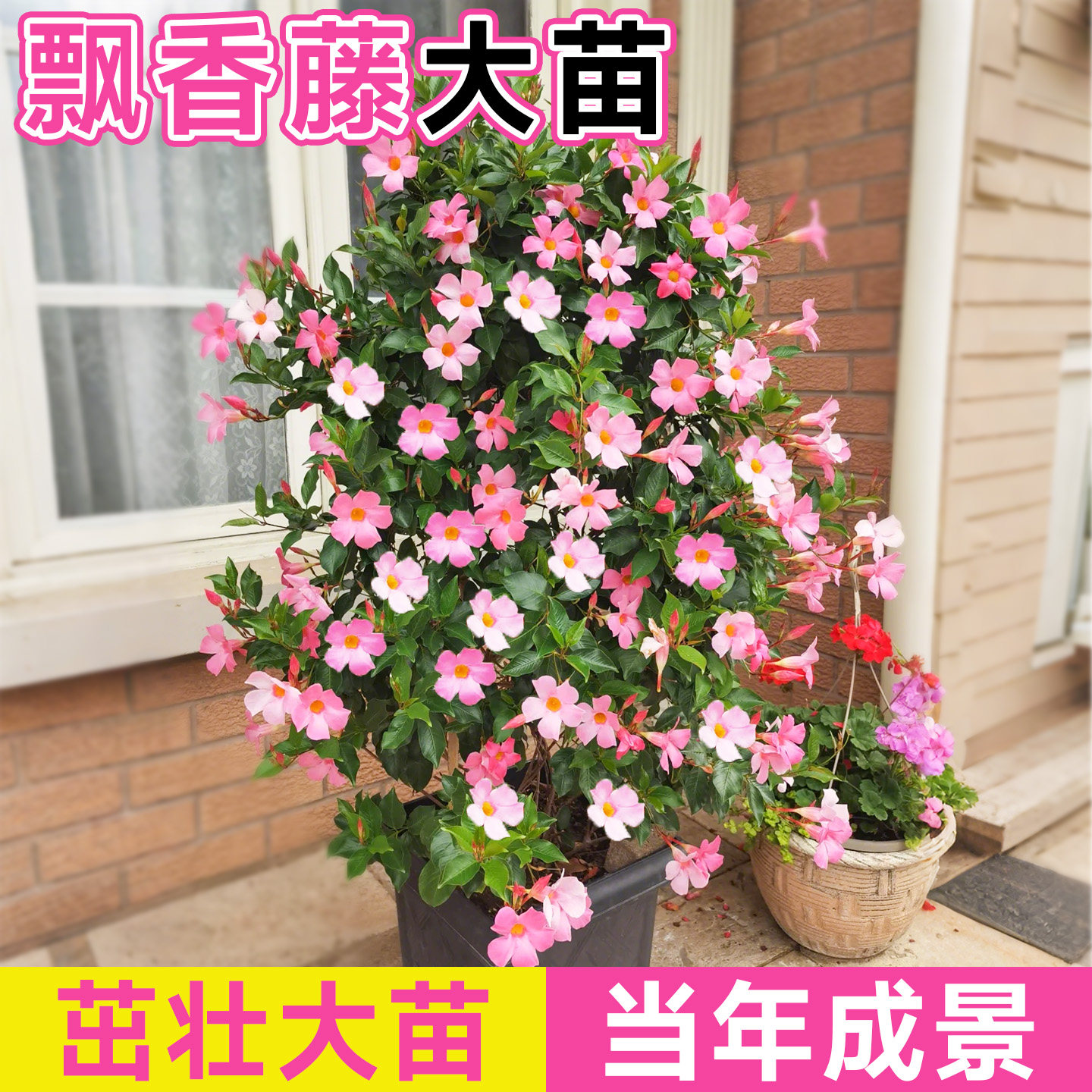 飘香藤大花盆栽耐热花苗花卉懒人适合阳台养的花爬藤植物好养易活,鲜花速递/花卉仿真/绿植园艺,时令草本花卉,淘宝优惠券,粉丝福利购,淘宝优惠卷