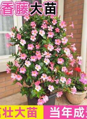 飘香藤大花盆栽耐热花苗花卉懒人适合阳台养的花爬藤植物好养易活