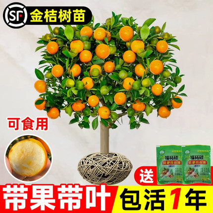 脆皮金桔树树苗盆栽带果可食用四季脆蜜橘子果苗室内外客厅绿植物