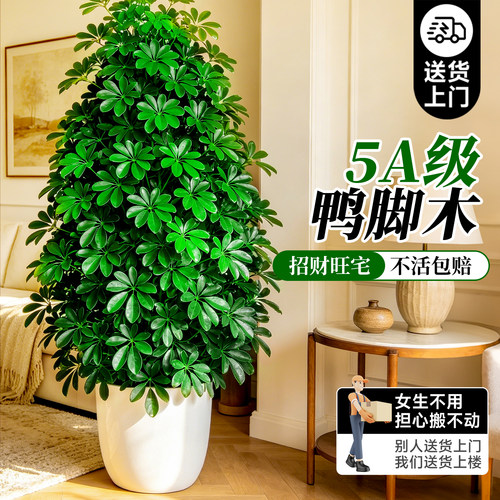 【特级丛生鸭脚木】不活包补