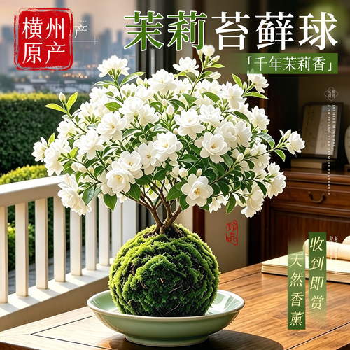 【茉莉苔藓球】带花发货收到闻香