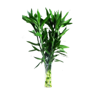 富贵竹水培植物水养发财竹带根客厅绿植招财转运文昌竹子盆栽室内