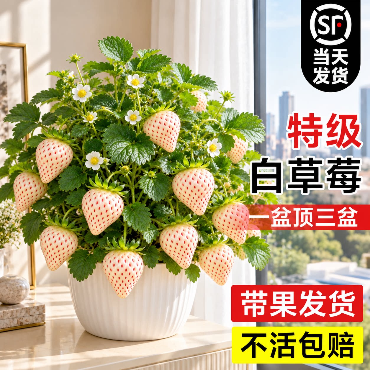 白草莓苗秧精品盆栽建德白露淡雪特大穴盘苗成活率高四季阳台种植