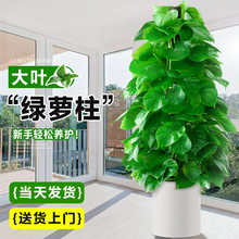 大叶绿萝柱盆栽客厅大型绿植办公室内除甲醛净化空气新房好养绿箩