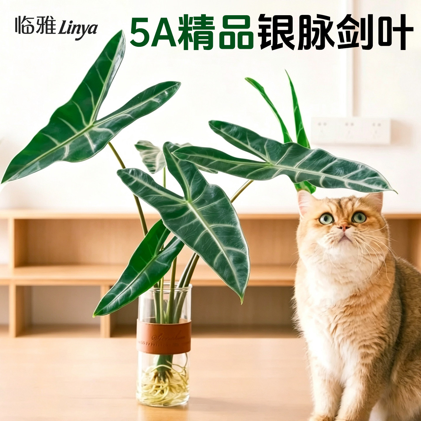 5A精品水培银脉剑叶海芋图片