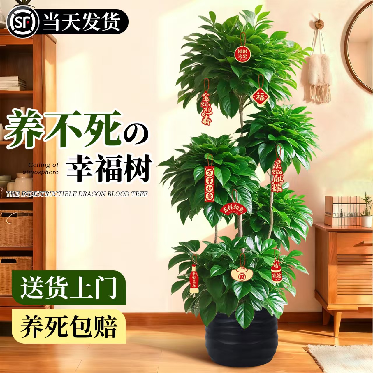 幸福树客厅大盆栽室内客厅高级感落地大型绿植老桩植物盆景好养活