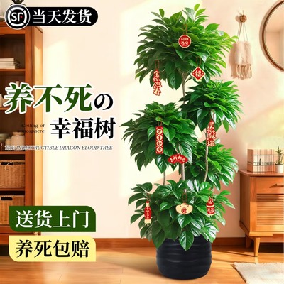【不活包赔】五层幸福树大盆栽