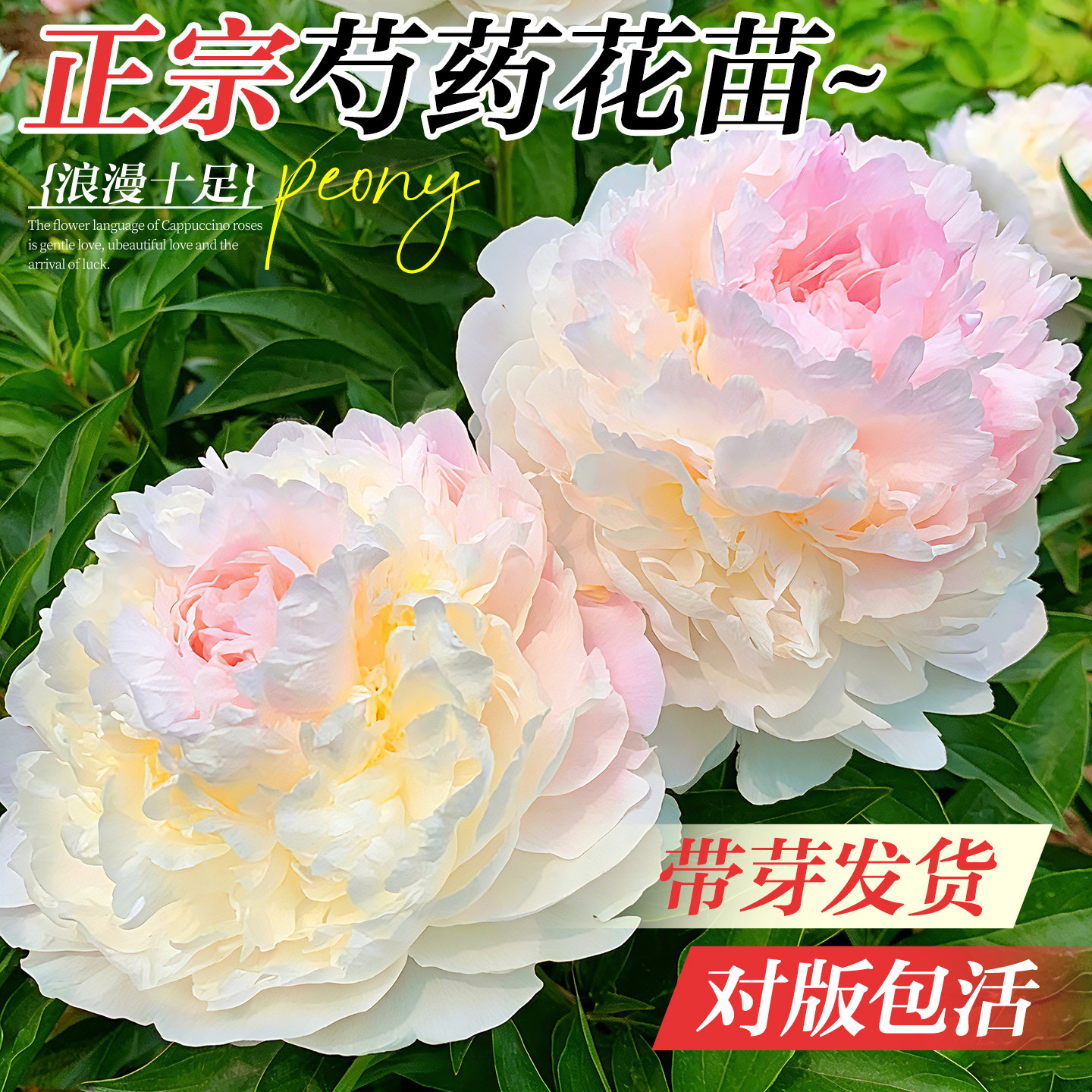 重瓣芍药花苗庭院室内外耐寒花卉盆栽植物四季易活芍药根块带芽