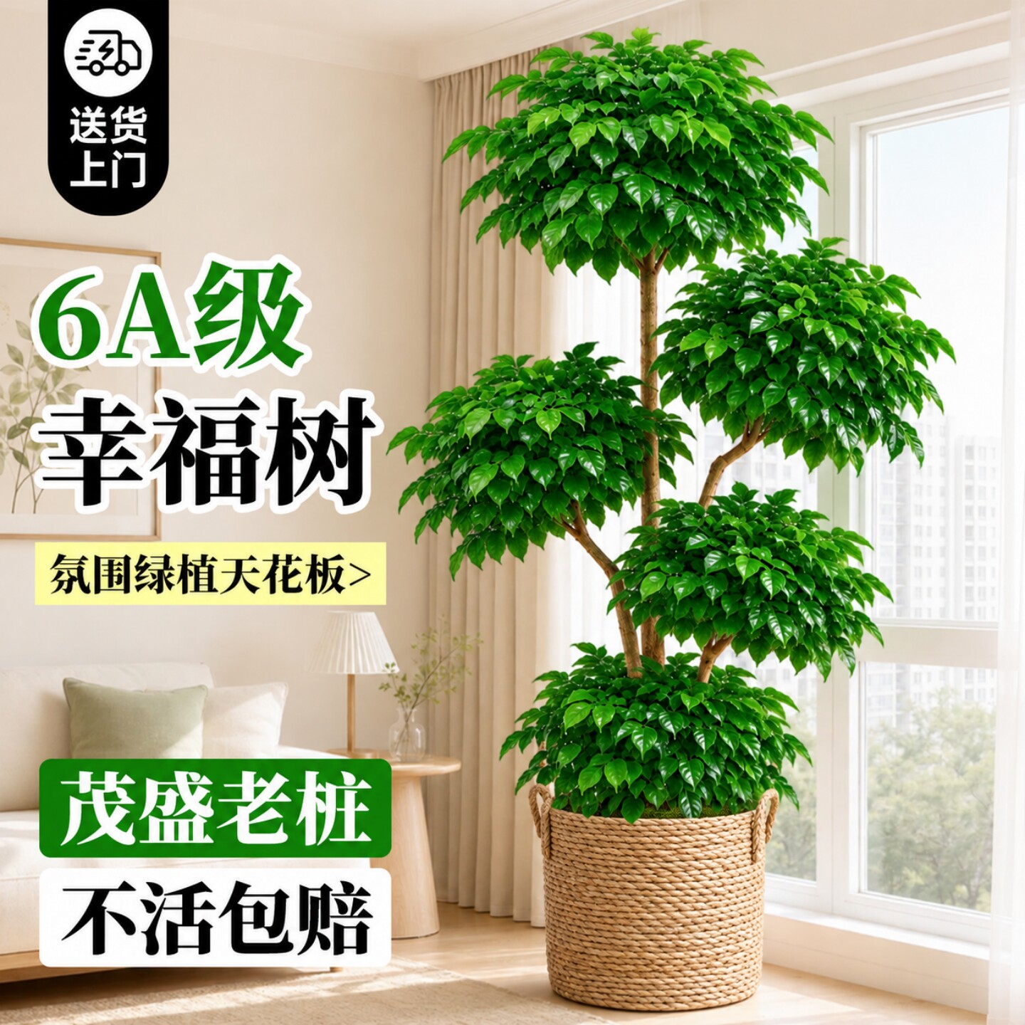 幸福树客厅绿植盆栽室内大型植物办公室高端大气上档次四季好养活